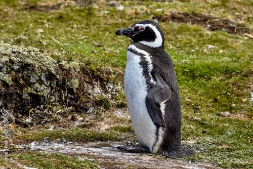 Magellanic Penguin nesting at Volunteer Point in the Falkland Islands