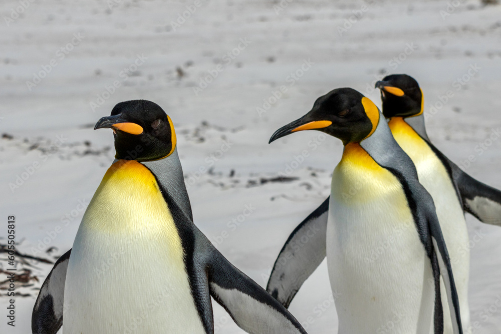 Obraz premium King penguins on the beach at Volunteer Point in the Falkland Islands