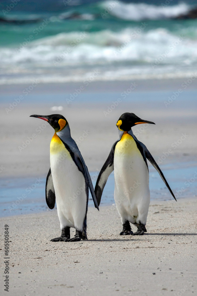 Obraz premium King penguins on the beach at Volunteer Point in the Falkland Islands