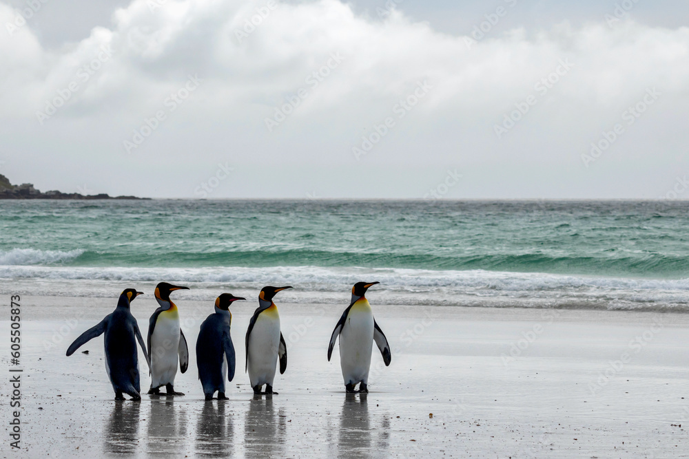 Obraz premium King penguins on the beach at Volunteer Point in the Falkland Islands