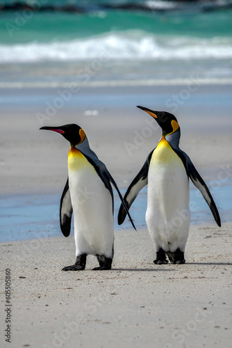 King penguins on the beach at Volunteer Point in the Falkland Islands