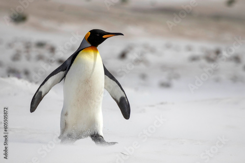King penguin running on the beach at Volunteer Point in the Falkland Islands