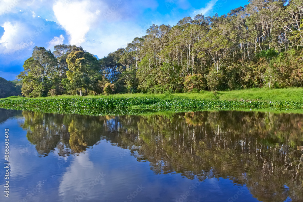 landscape of trees and vegetation of peat swamp plants with reflections of water views landscape of trees and vegetation of peat swamp plants with reflections of water views