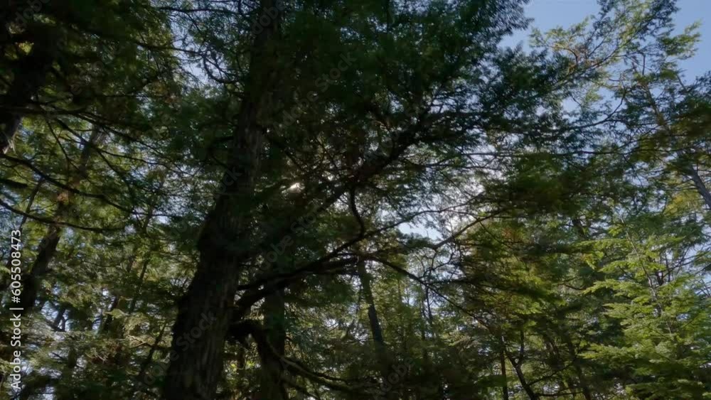 Vibrant Green Trees on a Hiking Trail. West Coast of Pacific Ocean. Spring Morning Sky. Ucluelet, Vancouver Island, British Columbia, Canada. Nature Background. Slow Motion Cinematic Vibrant Green Trees on a Hiking Trail. West Coast of Pacific Ocean. Spring Morning Sky. Ucluelet, Vancouver Island, British Columbia, Canada. Nature Background. Slow Motion Cinematic