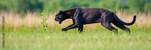 black panther running across the field.banner.ai