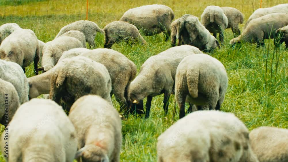 A herd of sheep graze contentedly on lush green grass under the warm sun. Perfect for commercials, documentaries, or nature-related projects A herd of sheep graze contentedly on lush green grass under the warm sun. Perfect for commercials, documentaries, or nature-related projects