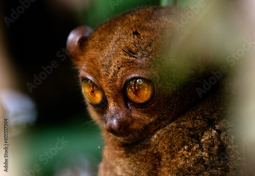 Philippine tarsier photo