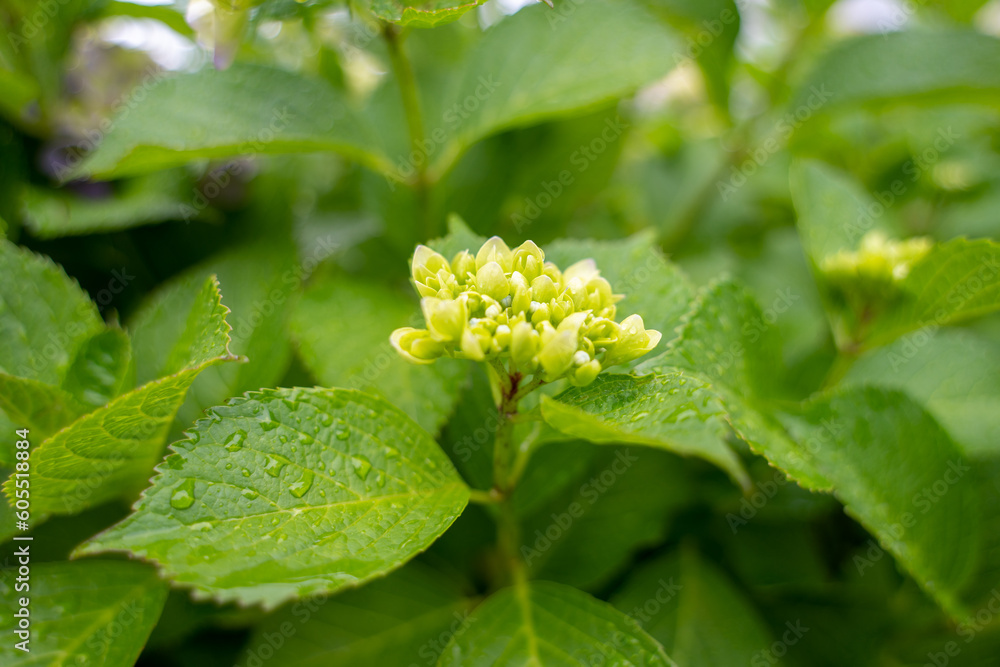 雨に濡れる紫陽花の蕾と葉っぱ 雨に濡れる紫陽花の蕾と葉っぱ