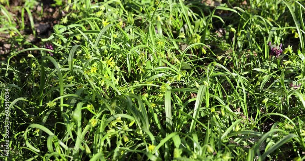 green grass and small yellow flowers in the spring season, beautiful green grass in the sunlight in the spring season green grass and small yellow flowers in the spring season, beautiful green grass in the sunlight in the spring season