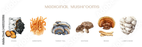 Canvas Print Medicinal mushroom painted set