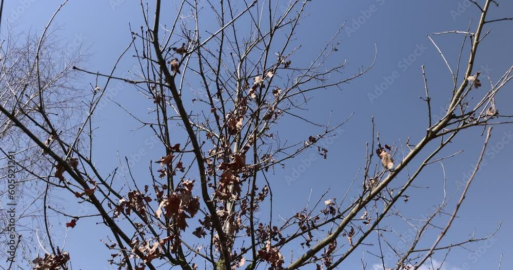 the tree of the petiolate oak in sunny weather at the beginning of spring, the tree of the petiolate oak without foliage at the beginning of spring the tree of the petiolate oak in sunny weather at the beginning of spring, the tree of the petiolate oak without foliage at the beginning of spring