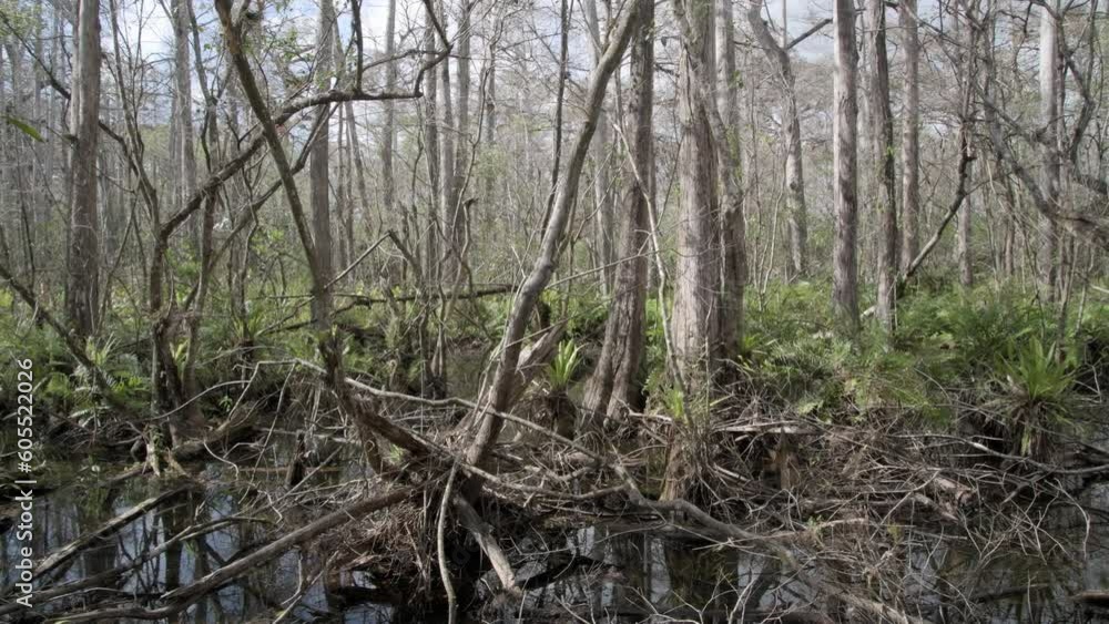 Corkscrew Swamp Sanctuary in the Florida Everglades Corkscrew Swamp Sanctuary in the Florida Everglades