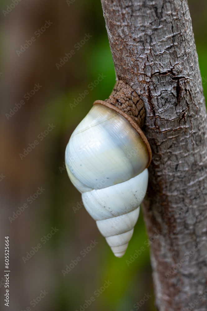 Liguus Tree Snail - Liguus fasciatus - on Gumbo Limbo Tree - Bursera simaruba in Everglades National Park, Florida.