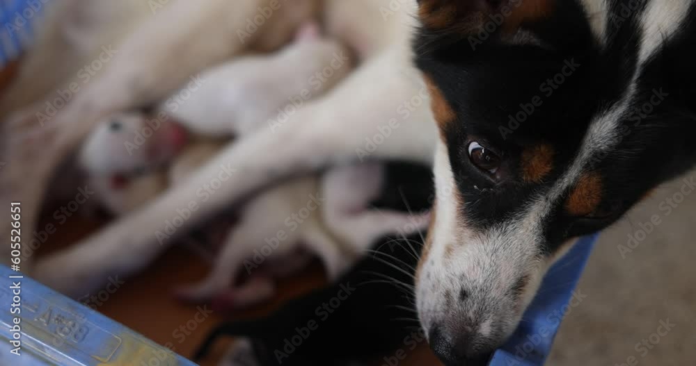 Closeup of a Newborn puppy eating breast milk. Lactating dog mother