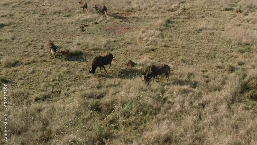 Drone aerial flyover of a Wildebeest herd in the wild on African plain Drone aerial flyover of a Wildebeest herd in the wild on African plain