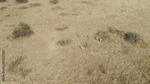 Drone aerial of Nyala antelope herd grazing in the wild on African grass plains