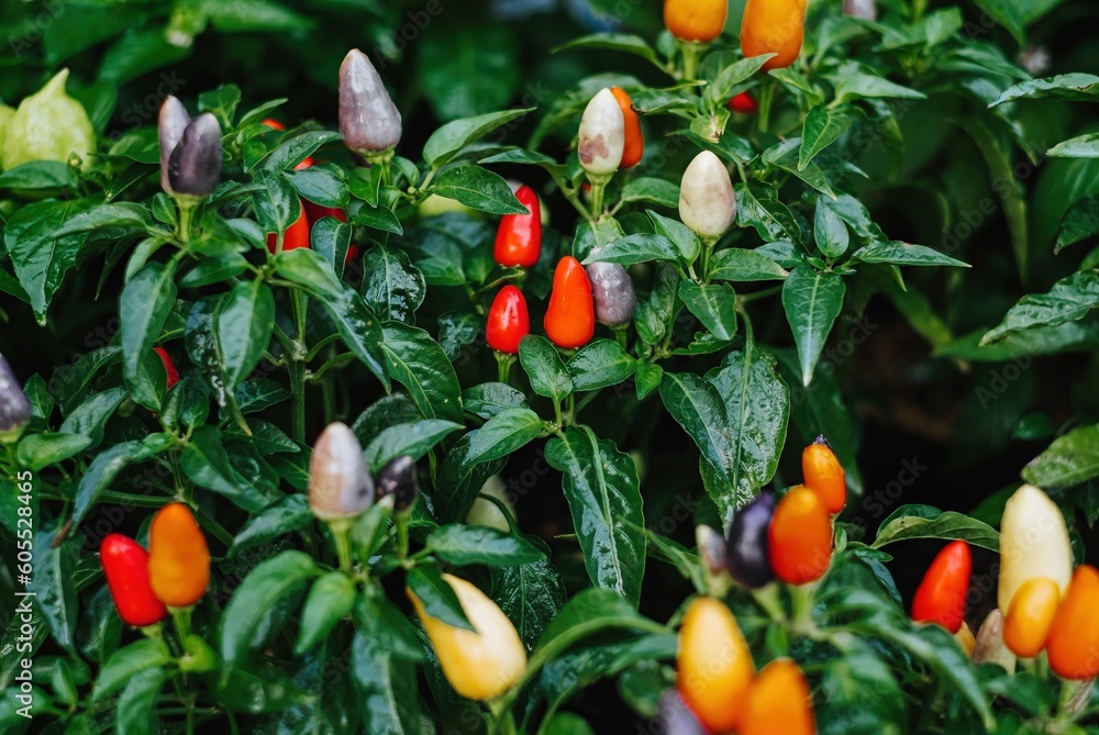 Capsicum Annuum or multi-color chili with blurred foreground and background