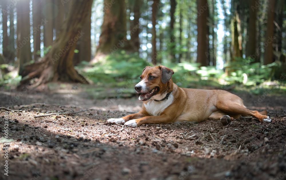 Dog lying panting on cool forest ground on hot summer day. Cute puppy dog taking a break and cooling off stretched out on soil. Female Harrier mix dog. Selective focus. North Vancouver, BC, Canada