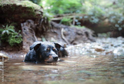 Dog lying in water in forest on hot summer day. Cute puppy dog submerge in water off shallow creek or river in rainforest. Female Border Collie mix dog. Selective focus. North Vancouver, BC, Canada