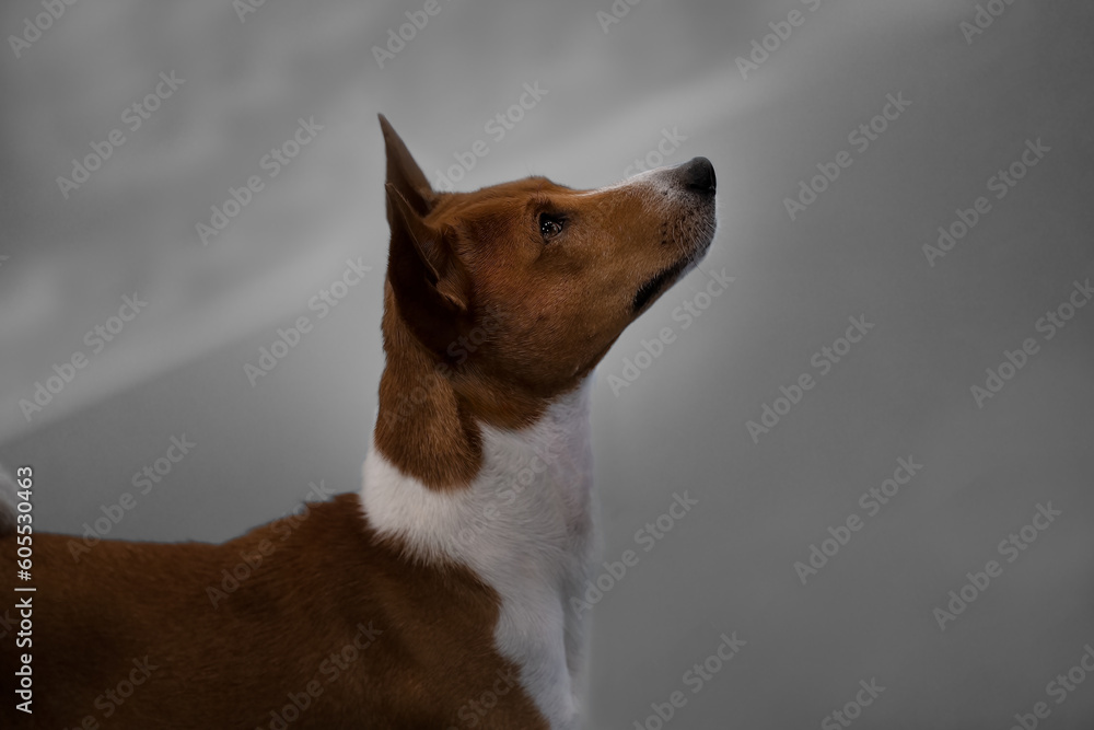 2022-07-11 SIDE SHOT OF A TAN AND WHITE AMERICAN RAT TERRIER LOOKING UP WITH A BRIGHT EYE AND A BLURRY BACKGROUND 2022-07-11 SIDE SHOT OF A TAN AND WHITE AMERICAN RAT TERRIER LOOKING UP WITH A BRIGHT EYE AND A BLURRY BACKGROUND
