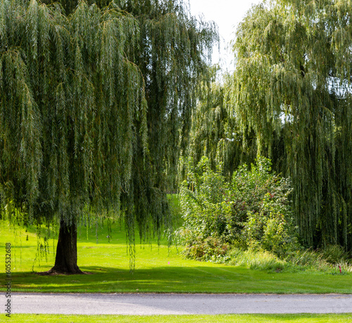 grand arbre de type saule pleureur dans un terrain au gazon vert bien entretenu lors d'une journée ensoleillée photo