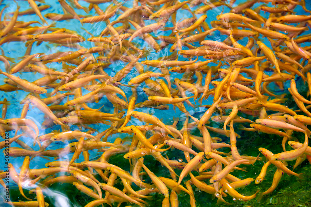 Lot of small goldfish are bred on a fish farm, breeding commercial fish on a fish farm. Flock of rainbow trout fry swims in the clear water of the pool at a fish farm Lot of small goldfish are bred on a fish farm, breeding commercial fish on a fish farm. Flock of rainbow trout fry swims in the clear water of the pool at a fish farm