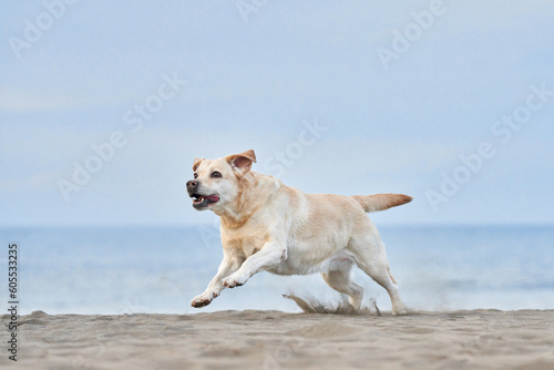 happy dog running on the sea. fawn Labrador Retriever in nature. a pet on an active walk