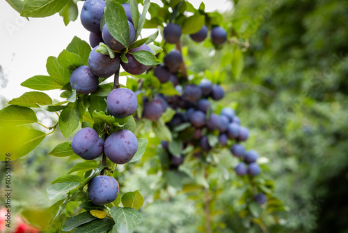 Gros plan sur plein de petits fruits ronds bleu qui poussent en grappe sur une branche d'arbre au feuillage vert