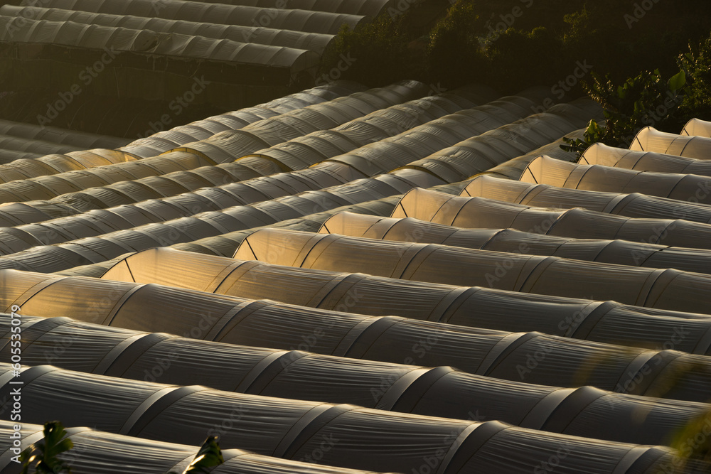 Obraz premium Morning fog cover on greenhouse at Dalat, Vietnam.