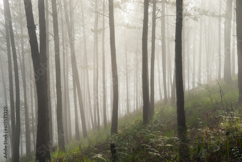 Morning mist in a pine forest at Dalat, Vietnam.