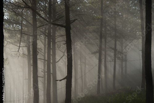 Fototapeta Naklejka Na Ścianę i Meble -  Morning mist in a pine forest at Dalat, Vietnam.