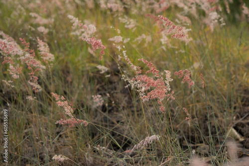 Bush of wild leaves in nature.