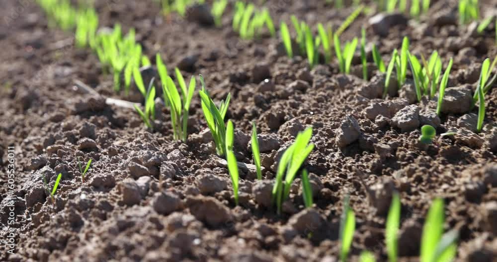 agricultural field with green signs in the spring season, green young wheat sprouts on the agricultural field agricultural field with green signs in the spring season, green young wheat sprouts on the agricultural field