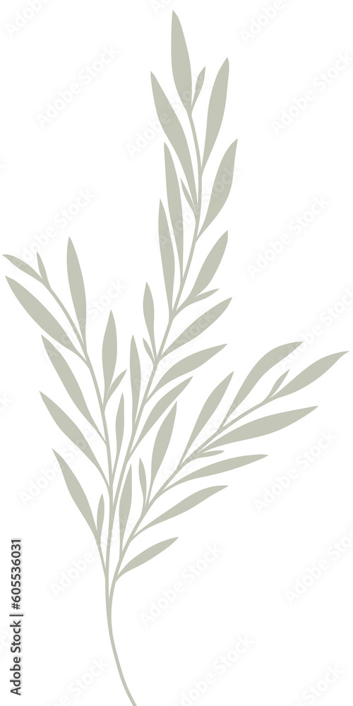 olive branch isolated on white olive branch isolated on white