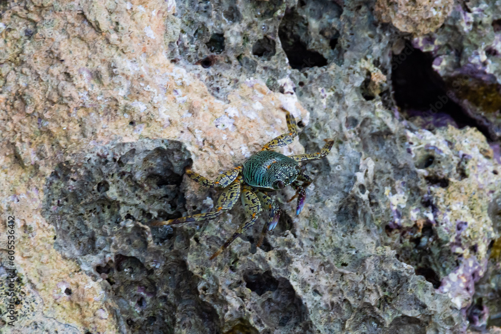 multi-colored crab sits on stones near the sea multi-colored crab sits on stones near the sea