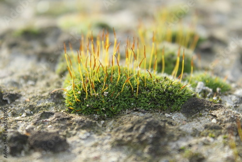 colony of lichen grown on an old slate roof	