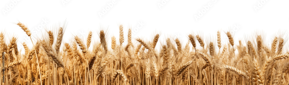 crop field of wheat as a border frame isolated on a transparent background - obrazy, fototapety, plakaty 