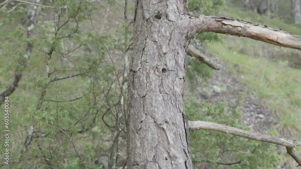 una bella corteccia di conifera in primo piano ed un bosco sullo sfondo, in montagna nelle dolomiti una bella corteccia di conifera in primo piano ed un bosco sullo sfondo, in montagna nelle dolomiti