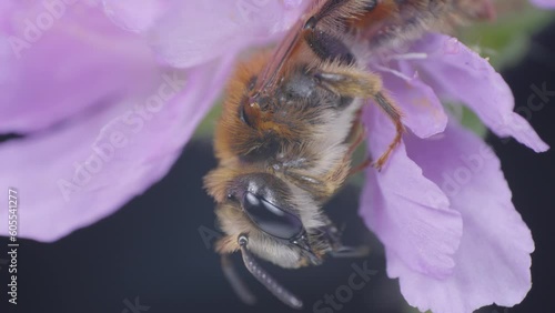 una splendida macro ad un'ape che si pulisce e si riposa tra i petali di un fiore photo
