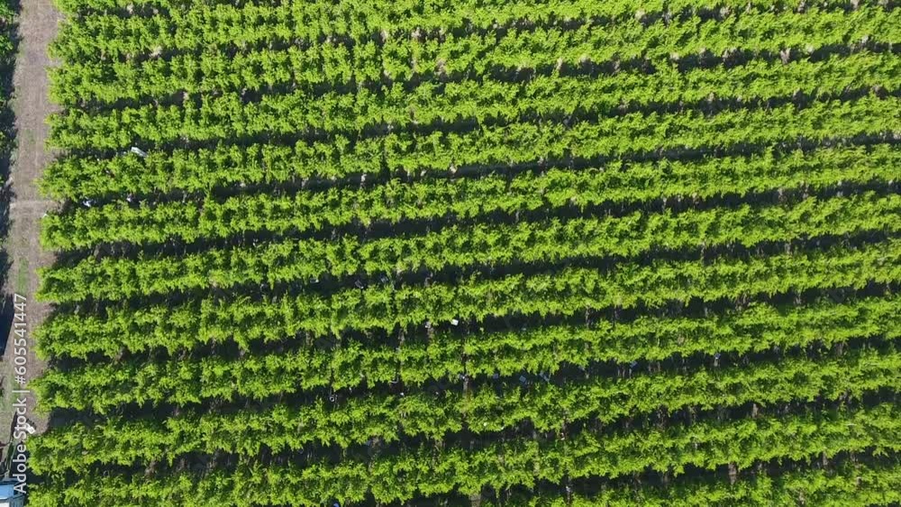 row tree orchard picking drone camera shot from above