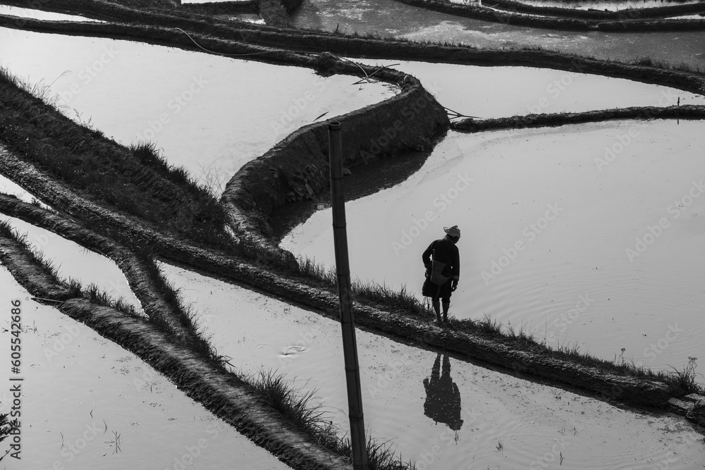 A farmer work in paddy field on mountains A farmer work in paddy field on mountains