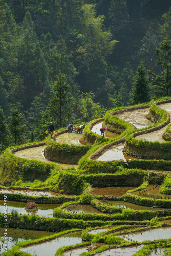 farmers plant paddy in terrace fields on mountains