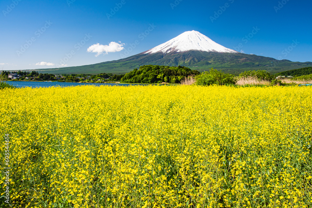 富士山とからし菜