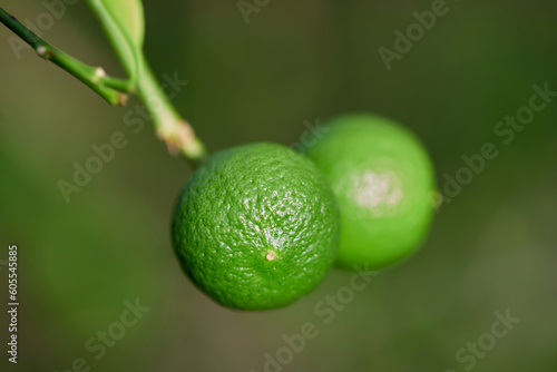 Fresh lime hanging on tree branch