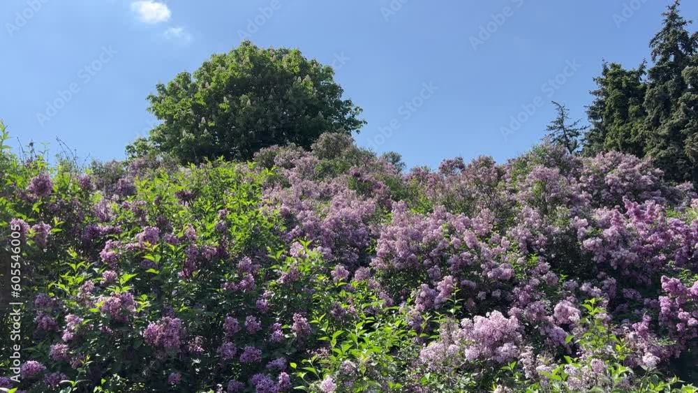 Lilac flowers pink purple blossom, horse chestnut tree, conifer trees in the beautiful park. Lilac flowers pink purple blossom, horse chestnut tree, conifer trees in the beautiful park.