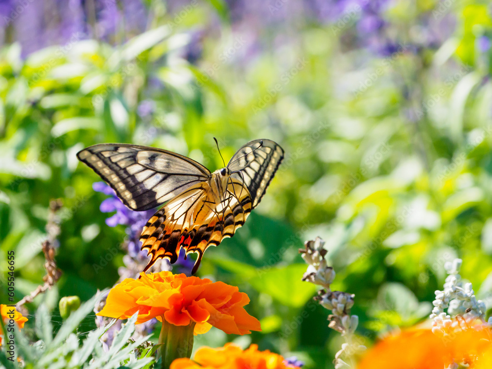 Obraz premium キアゲハの飛翔