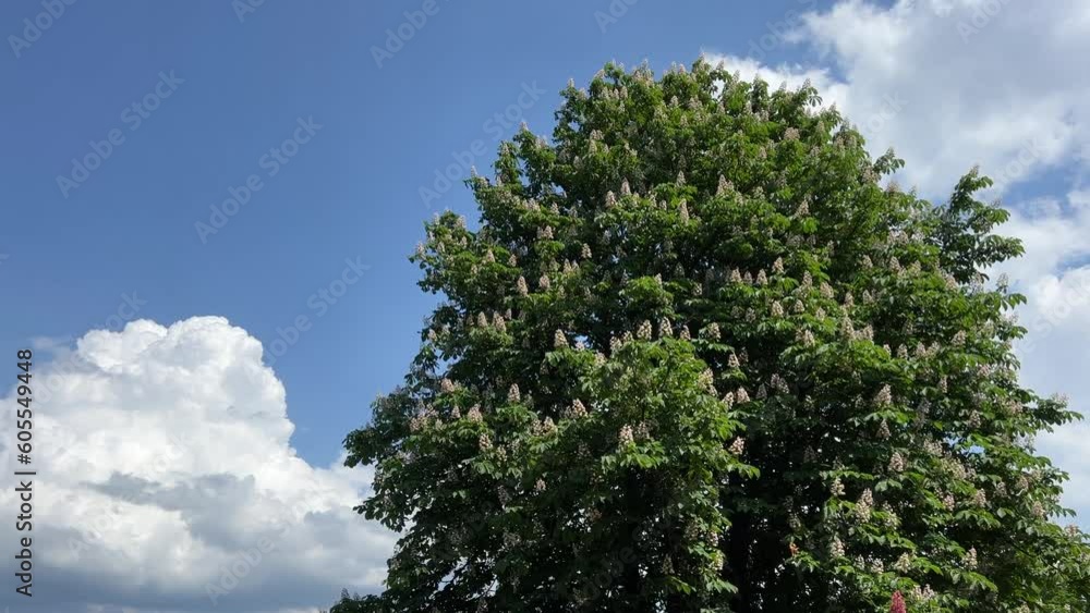 Chestnut tree white candles flowers against sky with clouds. Chestnut tree white candles flowers against sky with clouds.
