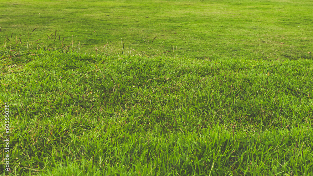 green grass texture. for background. green grass texture. for background.