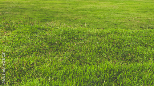 green grass texture. for background.