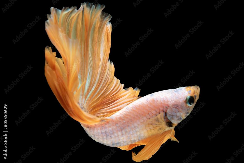 Fototapeta premium The beautiful yellow betta fish gracefully glides through its watery environment showcasing its elegance with every gentle movement.